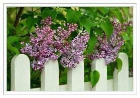 Fence Installation