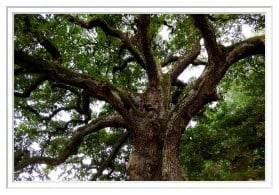 Tree Services