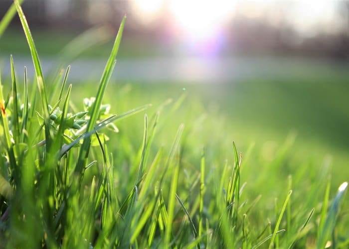 Lawn Grass
