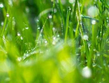 Landscape Drainage