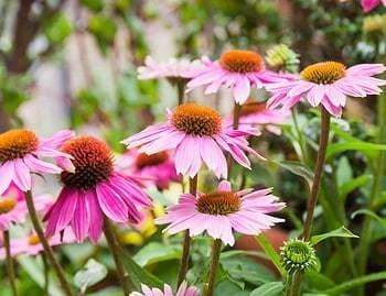 chicago coneflowers
