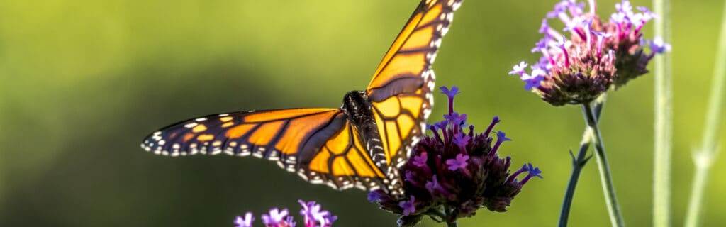 Monarch butterfly on purple verbena in a North Shore pollinator garden planted instead of a turf lawn
