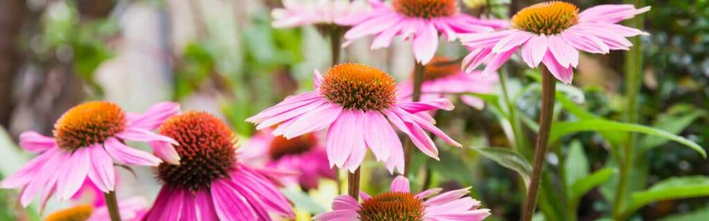 top 10 native plants in chicago