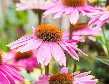 top 10 native plants in chicago