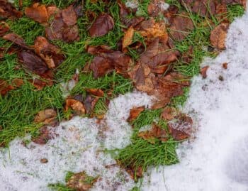 Melting snow over green turf blades in a Chicago yard, R & G Almanza Landscape artificial grass