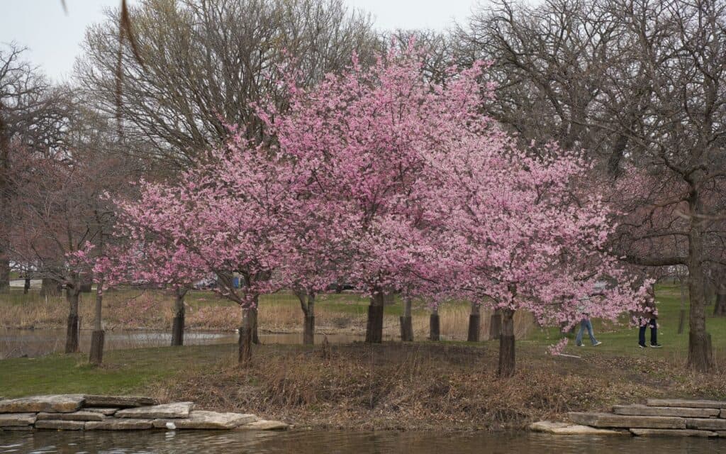 Cherry blossoms in bloom at a Chicago park, marking the spring build window after the frost date