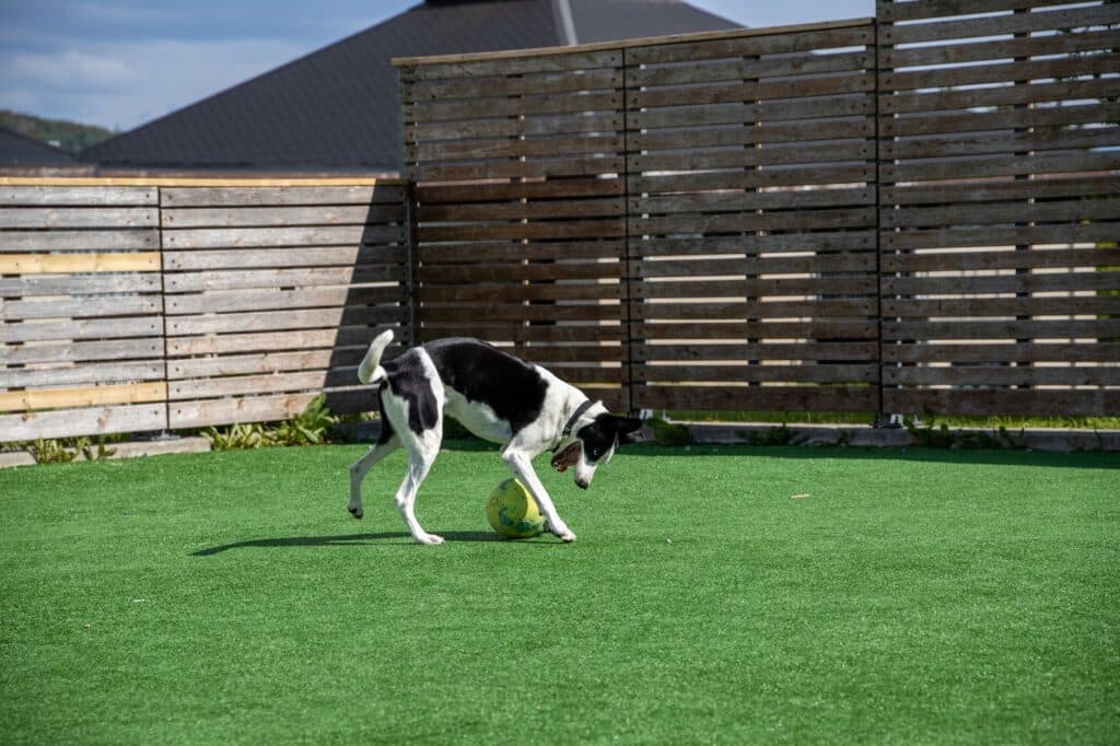 Dog playing with a ball on artificial turf in a fenced Chicago-area backyard pet area