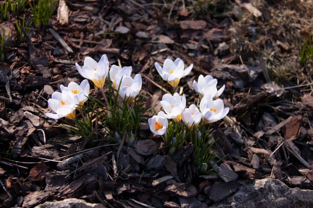 White crocus flowers blooming through a bed of dark shredded mulch in early Chicago spring