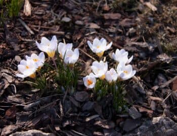 White crocus flowers blooming through a bed of dark shredded mulch in early Chicago spring