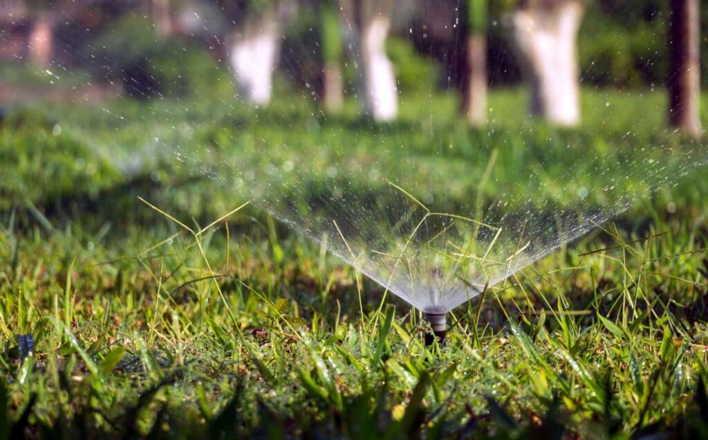 Garden sprinkler watering a newly laid sod lawn in a sunny Chicago-area backyard during the first weeks of rooting