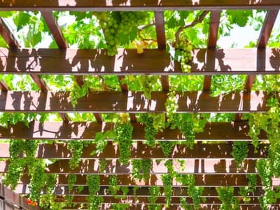 Wood pergola draped with a mature grape vine over a shaded seating area