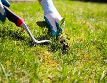 Remove Weeds From Garden