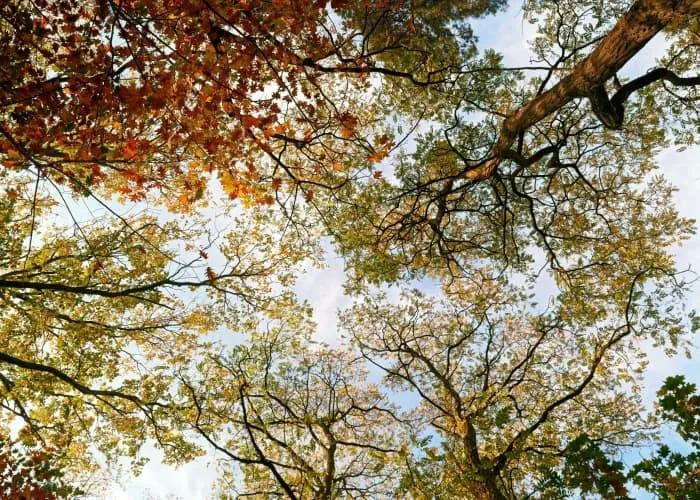 Chicago Tree Service, Tree Removal & Tree Trimming