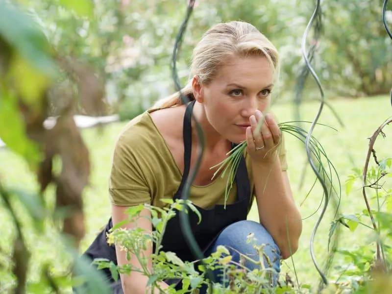 Herb And Vegetable Garden