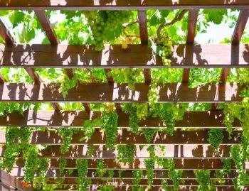 Grape Vine Pergola