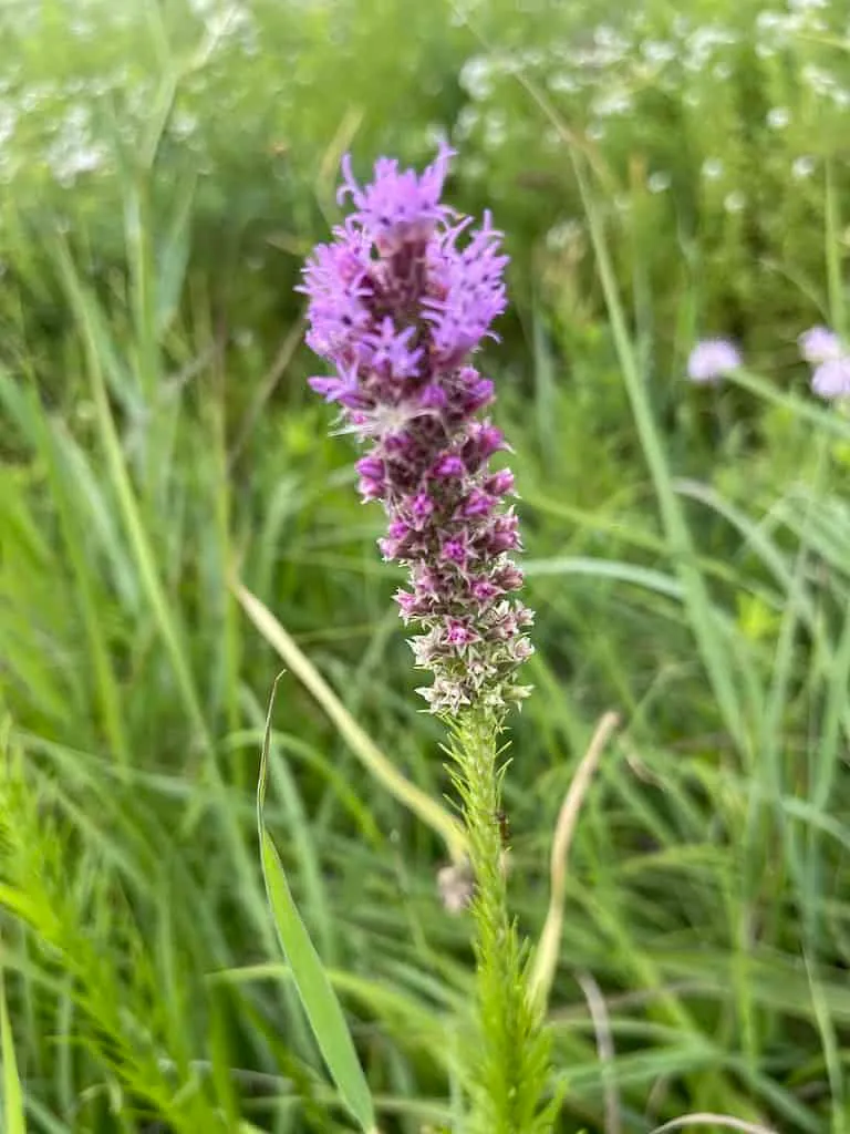 landscape designer outdoor construction hardscaping 3d design outdoor space design backyard design