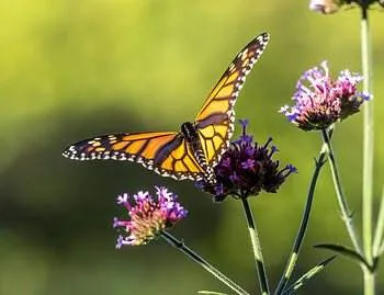 monarch butterfly milkweed in a pollinator garden