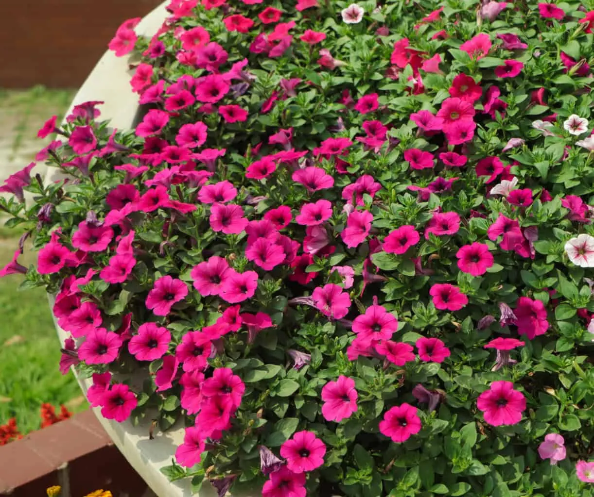 flowers in container