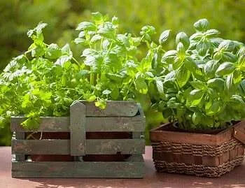 herbs growing in small containers