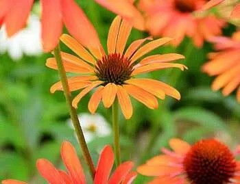 seasonal landscape design